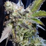 Berry Bomb Strain Marijuana Plant