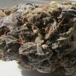 Blackberry Cream Bud