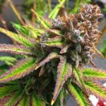 Blackberry Cream Marijuana Strain