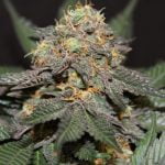 Blue God Marijuana Strain