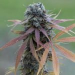 Blue Kush Marijuana Strain