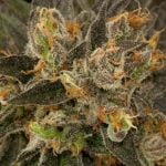 Blue Kush Strain Marijuana Plant