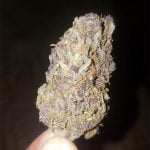 Blueberry Blast Bud