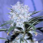 Blueberry Blast Marijuana Strain
