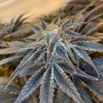 Blueberry Diesel Marijuana Strain