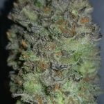 Blueberry Diesel Strain Marijuana Plant