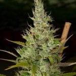 Bob Saget Marijuana Strain