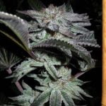 Burkle Marijuana Strain