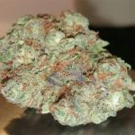 Burkle Strain Marijuana Plant