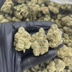 Candy Apple Strain Marijuana Plant