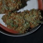 Captain Crunch Bud