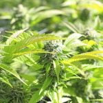 Captain Crunch Marijuana Strain