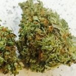 Captain Crunch Strain Marijuana Plant