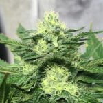 Chem Scout Marijuana Strain