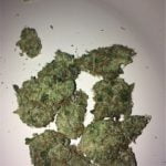 Chem Scout Strain Marijuana Plant