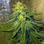Chronic Thunder Marijuana Strain