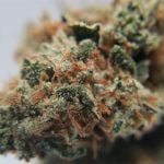 Chronic Thunder Strain Marijuana Plant