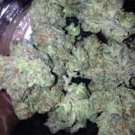 Colorado Chem Strain Marijuana Plant