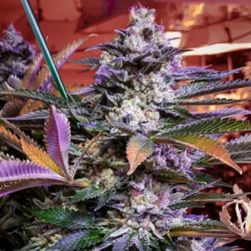Colorado Chem Marijuana Strain