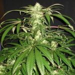 Dragon's Breath Marijuana Strain