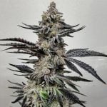 Frosty Marijuana Strain