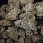 Frosty Strain Marijuana Plant