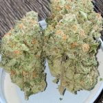 Grateful Breath Bud