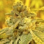 Grateful Breath Marijuana Strain