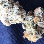 Grateful Breath Strain Marijuana Plant