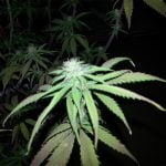 Green Queen Marijuana Strain