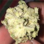 Green Queen Strain Marijuana Plant