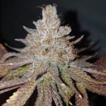 Harambe Marijuana Strain