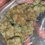 Harambe Strain Marijuana Plant