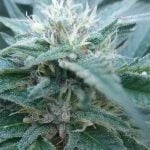 Hemlock Marijuana Strain