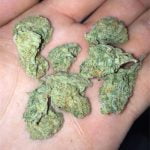 Hemlock Strain Marijuana Plant