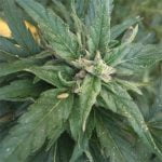 I-95 Marijuana Strain