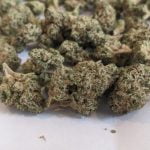 I-95 Strain Marijuana Plant