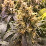 Jabberwocky Marijuana Strain