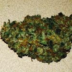 Jabberwocky Strain Marijuana Plant