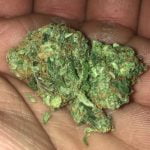 Juggernaut Bud