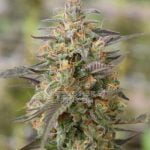Juggernaut Marijuana Strain