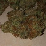 Juggernaut Strain Marijuana Plant