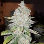 L.A. Sunshine Marijuana Strain