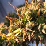 L.A. Sunshine Strain Marijuana Plant