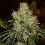 LA OG Marijuana Strain