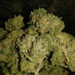 LA OG Strain Marijuana Plant