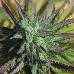 Magic Melon Strain Marijuana Plant