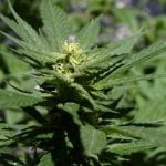 Mangolicious Marijuana Strain