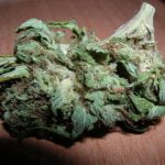 Mangolicious Strain Marijuana Plant