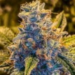 Peach Cobbler Marijuana Strain